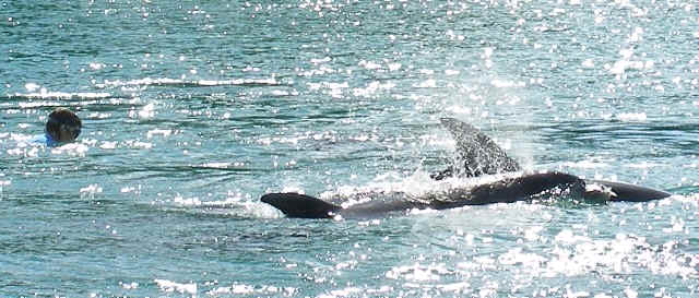 Bottlenose Dolphins  - schwimmen mit delfinen auckland Neuseeland Ferien21.de Kaikoura bay of Islands Swimming with dolphins 