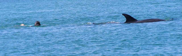 Dolphins New Zealand - Swim with dolphins schwimmen mit delfinen auckland Neuseeland Ferien21.de Kaikoura bay of Islands Swimming with dolphins 