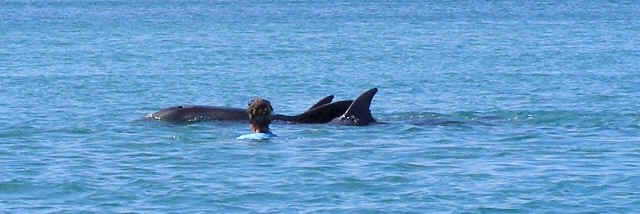 swimming with dolphins in New Zealand Auckland Kaikoura Bay of islands schwimmen mit delfinen Neuseeland Auckland - Ferien21.de