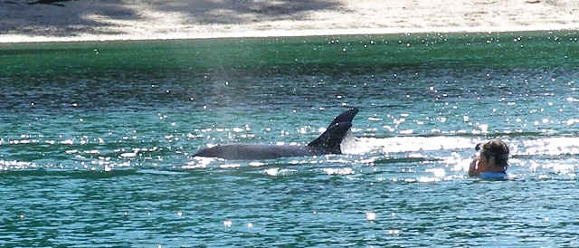 Neuseeland schwimmen mit delfinen swimming with dolphins auckland hauraki gulf south pacific Ferien21.de