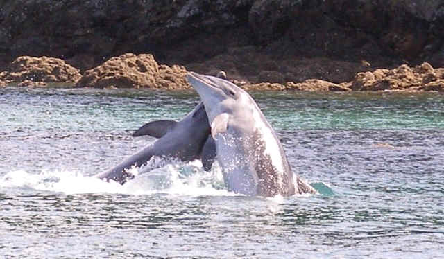 swim with dolphins new zealand  schwimmen mit delfinen neuseeland - ferien21.de